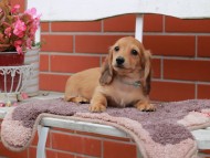 Kaninchen_Dachshund_6254
