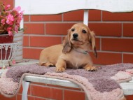 Kaninchen_Dachshund_6256