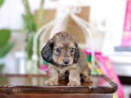 Kaninchen_Dachshund_6260