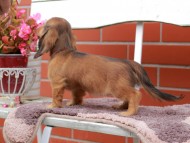 Kaninchen_Dachshund_6266 Kaninchen_Dachshund_6266