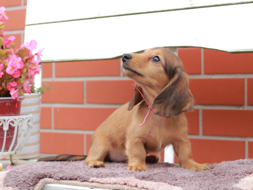 カニンヘンダックスフンド ほたる ＆ パッションの子犬 レッド 女の子（1）
