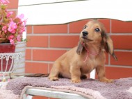 Kaninchen_Dachshund_6270 Kaninchen_Dachshund_6270