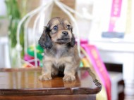 Kaninchen_Dachshund_6272