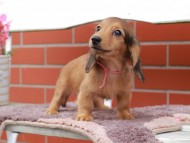 Kaninchen_Dachshund_6273 Kaninchen_Dachshund_6273