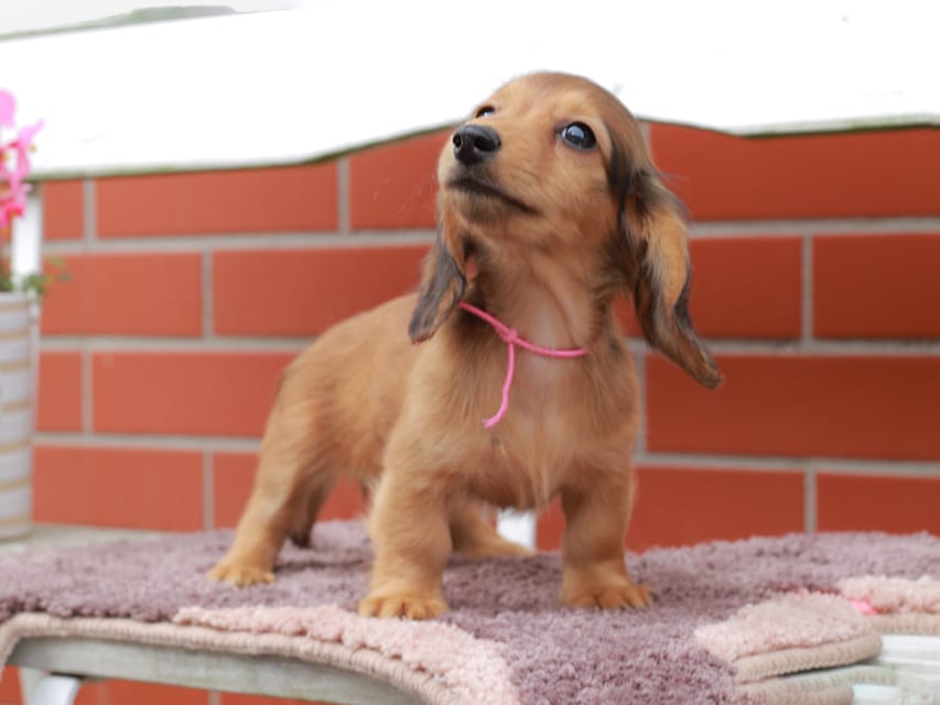 カニンヘンダックスフンド ほたる ＆ パッションの子犬 レッド 女の子（1）