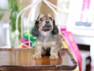 Kaninchen_Dachshund_6275