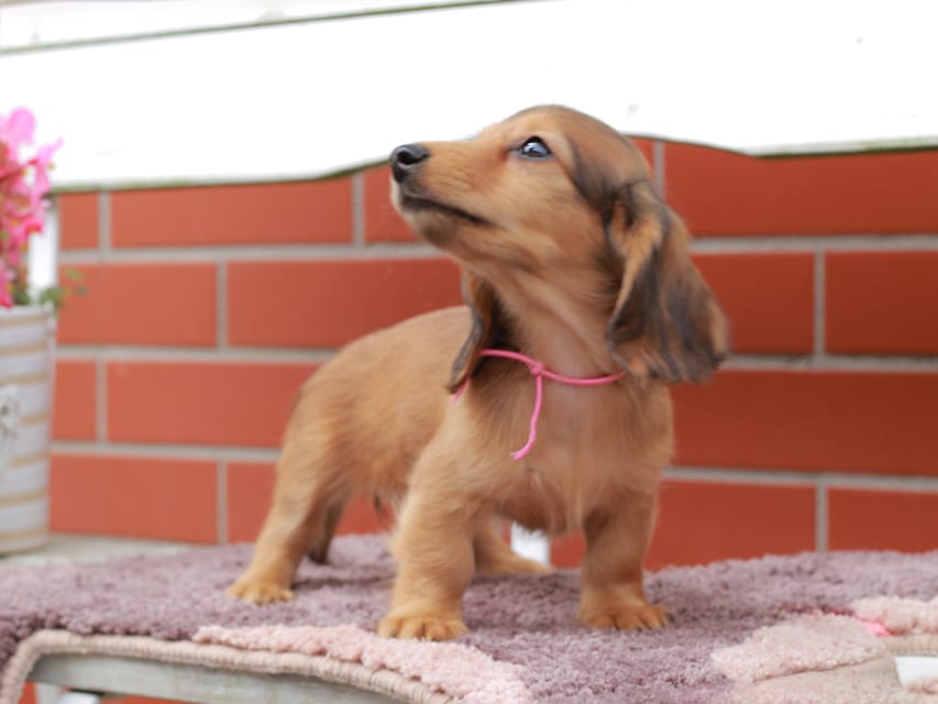 カニンヘンダックスフンド ほたる ＆ パッションの子犬 レッド 女の子（1）