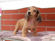 Kaninchen_Dachshund_6276 Kaninchen_Dachshund_6276