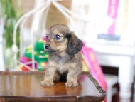 Kaninchen_Dachshund_6277