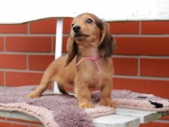 Kaninchen_Dachshund_6281 Kaninchen_Dachshund_6281