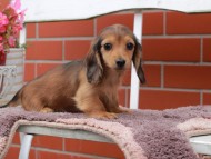 Kaninchen_Dachshund_6287 Kaninchen_Dachshund_6287