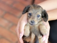 Kaninchen_Dachshund_6289