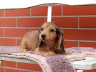 Kaninchen_Dachshund_6292 Kaninchen_Dachshund_6292