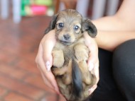 Kaninchen_Dachshund_6293