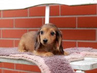Kaninchen_Dachshund_6293 Kaninchen_Dachshund_6293