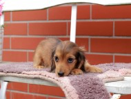 Kaninchen_Dachshund_6295 Kaninchen_Dachshund_6295