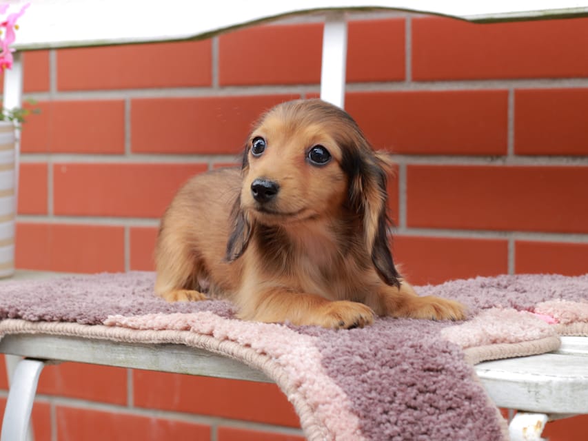 カニンヘンダックスフンド ほたる ＆ パッションの子犬 レッド 女の子（2）