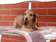 Kaninchen_Dachshund_6297 Kaninchen_Dachshund_6297