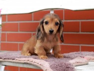 Kaninchen_Dachshund_6300 Kaninchen_Dachshund_6300