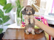 Kaninchen_Dachshund_6305