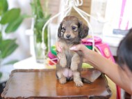 Kaninchen_Dachshund_6315