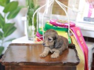 Kaninchen_Dachshund_6316