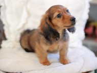 Kaninchen_Dachshund_6444