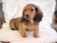 Kaninchen_Dachshund_6453