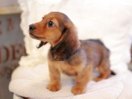 Kaninchen_Dachshund_6455