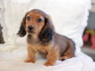 Kaninchen_Dachshund_6466