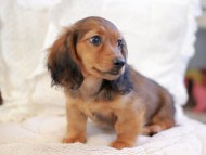Kaninchen_Dachshund_6472