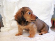 Kaninchen_Dachshund_6486