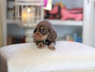 Kaninchen_Dachshund_6550