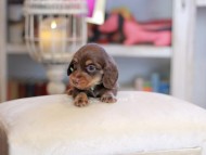 Kaninchen_Dachshund_6551