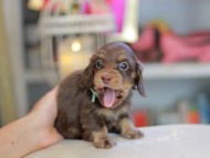 Kaninchen_Dachshund_6552
