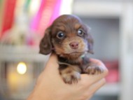 Kaninchen_Dachshund_6560 Kaninchen_Dachshund_6560