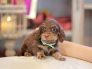 Kaninchen_Dachshund_6565