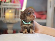 Kaninchen_Dachshund_6567