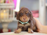 Kaninchen_Dachshund_6575