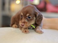 Kaninchen_Dachshund_6582 Kaninchen_Dachshund_6582