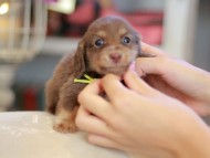 Kaninchen_Dachshund_6585