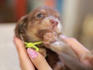 Kaninchen_Dachshund_6587