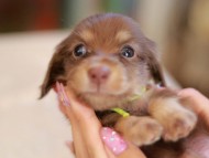 Kaninchen_Dachshund_6588