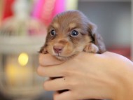 Kaninchen_Dachshund_6589