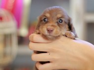 Kaninchen_Dachshund_6590