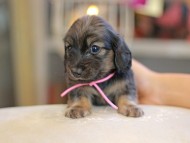 Kaninchen_Dachshund_6594