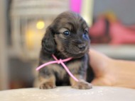 Kaninchen_Dachshund_6598