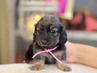 Kaninchen_Dachshund_6604 Kaninchen_Dachshund_6604