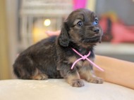 Kaninchen_Dachshund_6606 Kaninchen_Dachshund_6606