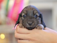 Kaninchen_Dachshund_6609